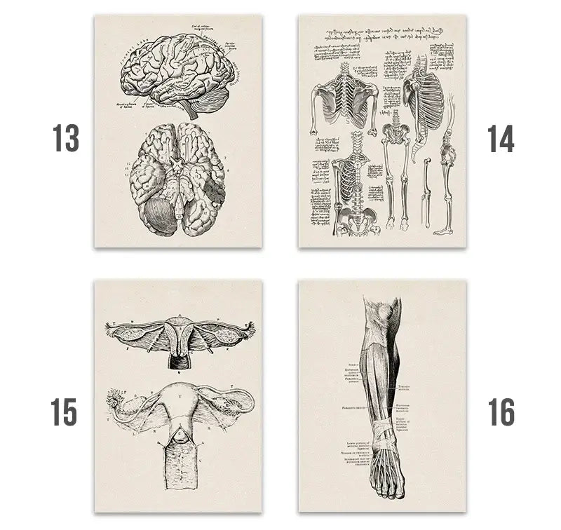 Vintage human anatomy hand skeleton canvas art for study or bedroom
