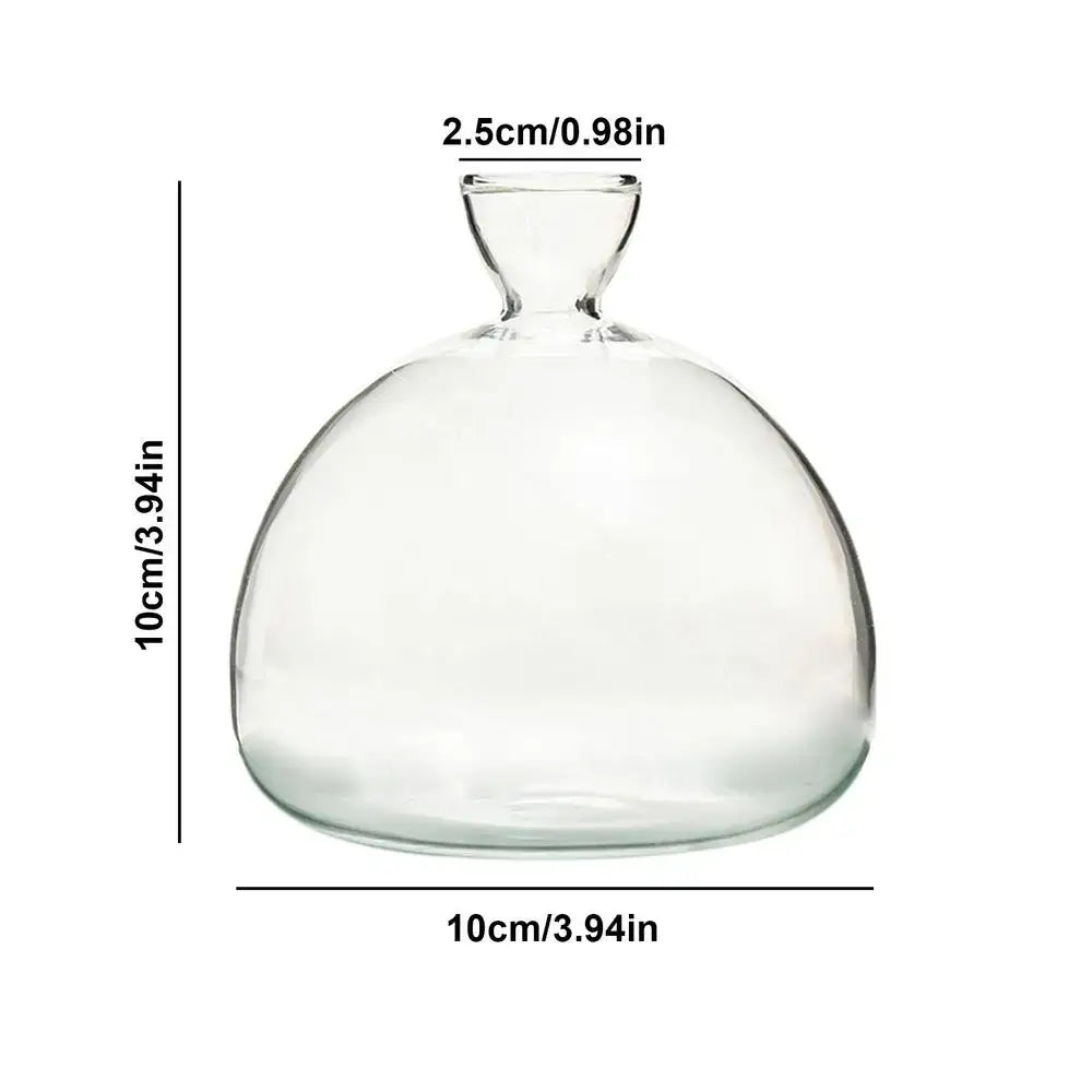 Clear glass avocado seed vase set of 4 kitchen hydroponic decor