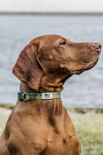 Dog Collar (Small)
