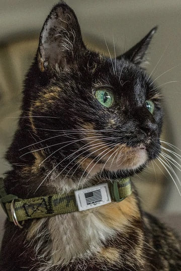 Dog Collar (Small)