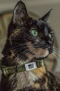 Dog Collar (Small)
