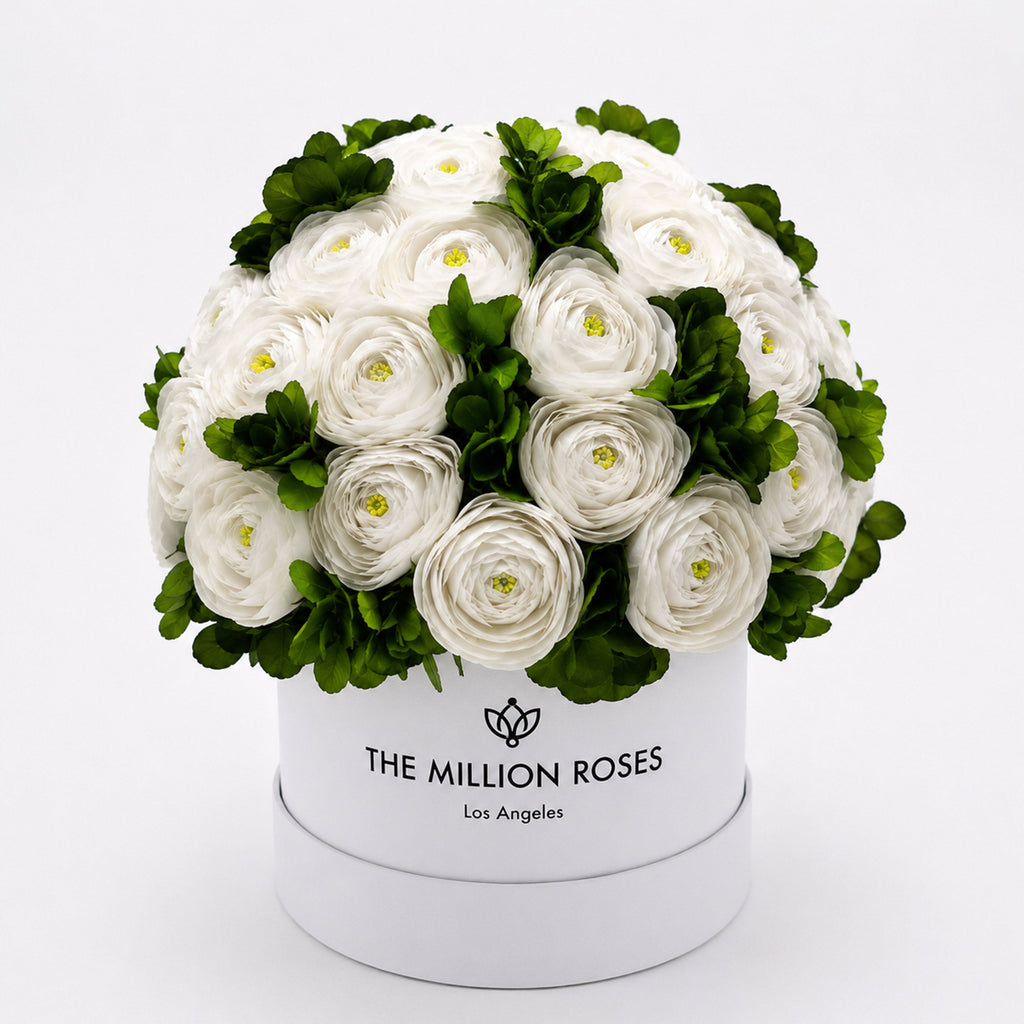 Classic White Box | White Persian Buttercups & Green Hydrangeas